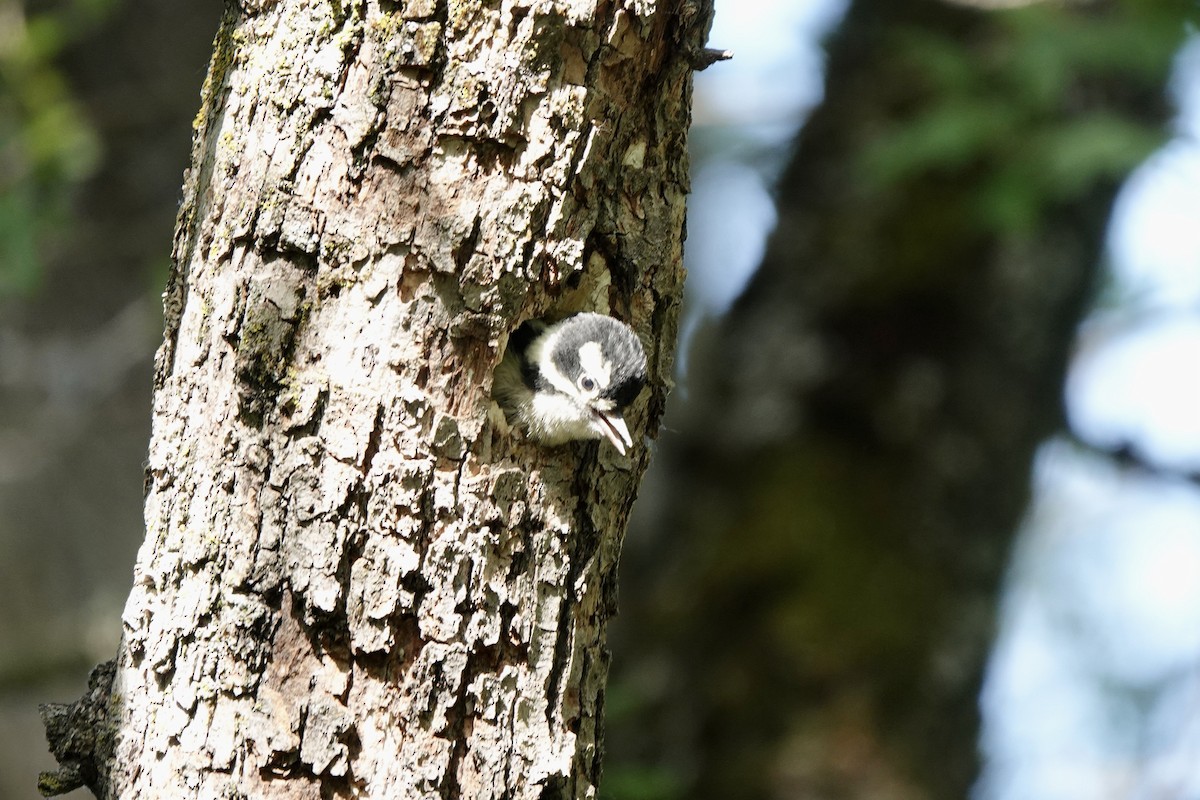 Downy Woodpecker - Bob Greenleaf