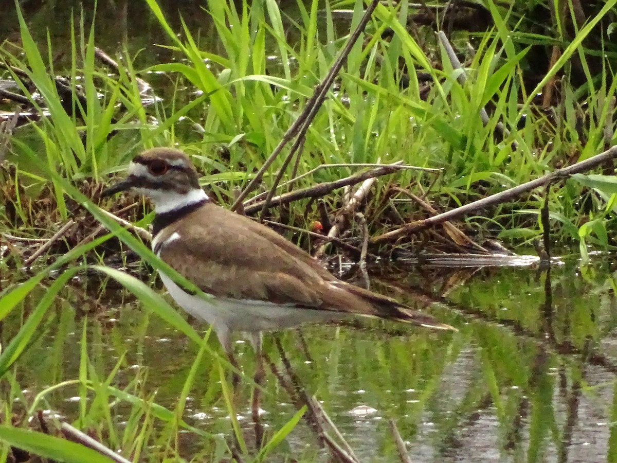 Killdeer - Anonymous