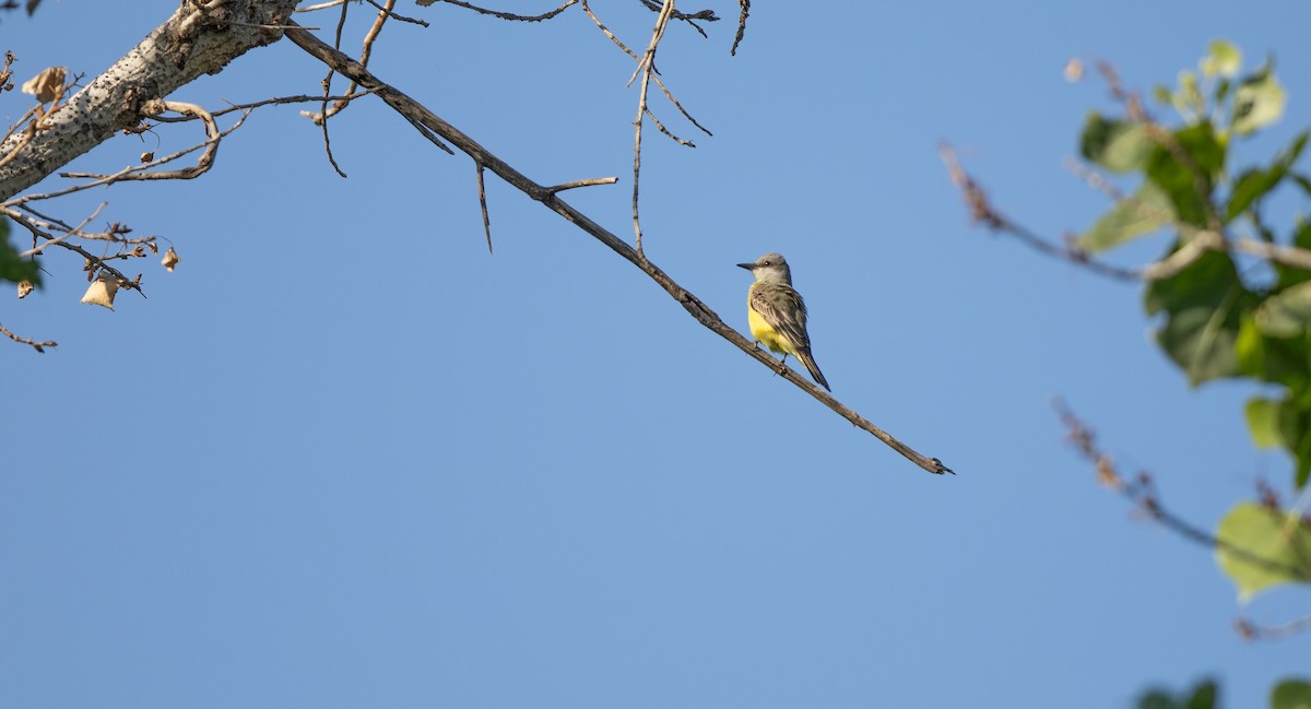 Tropical Kingbird - Michael Sadat