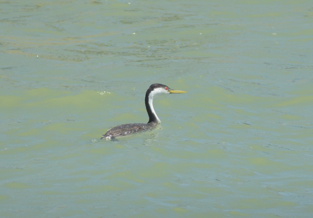 Western Grebe - Robert Tonge