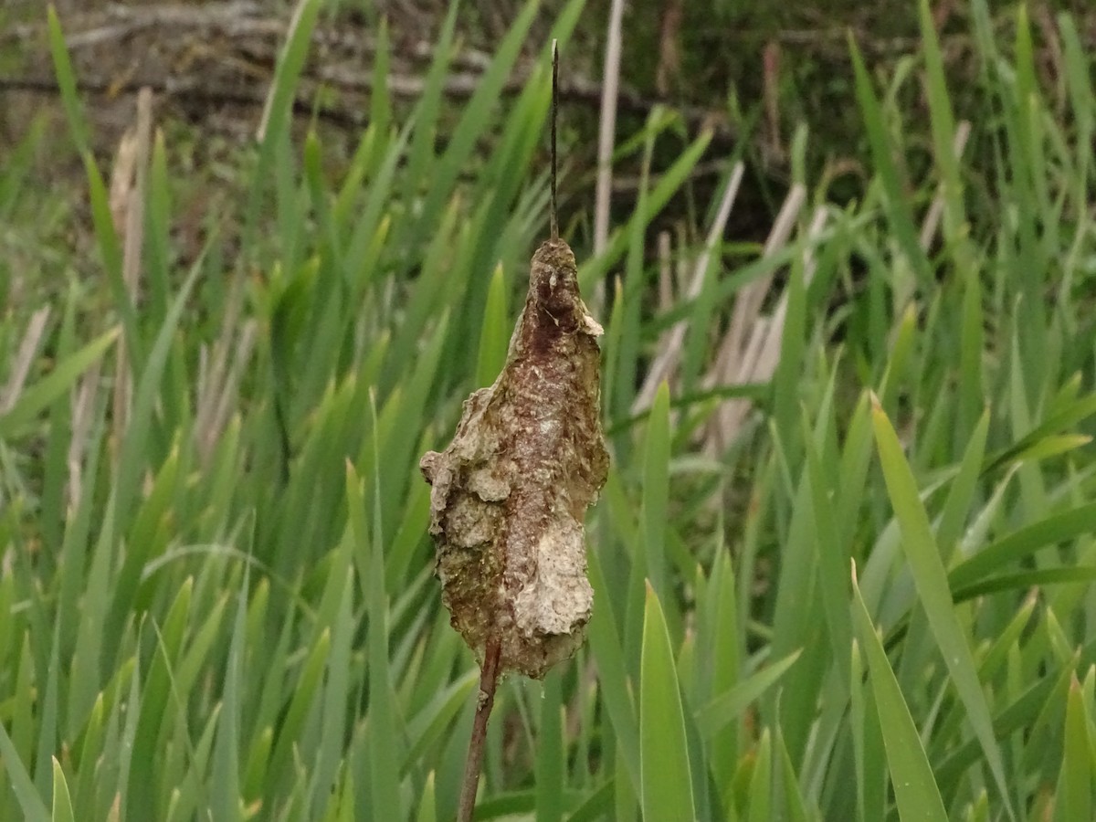 Marsh Wren - Anonymous