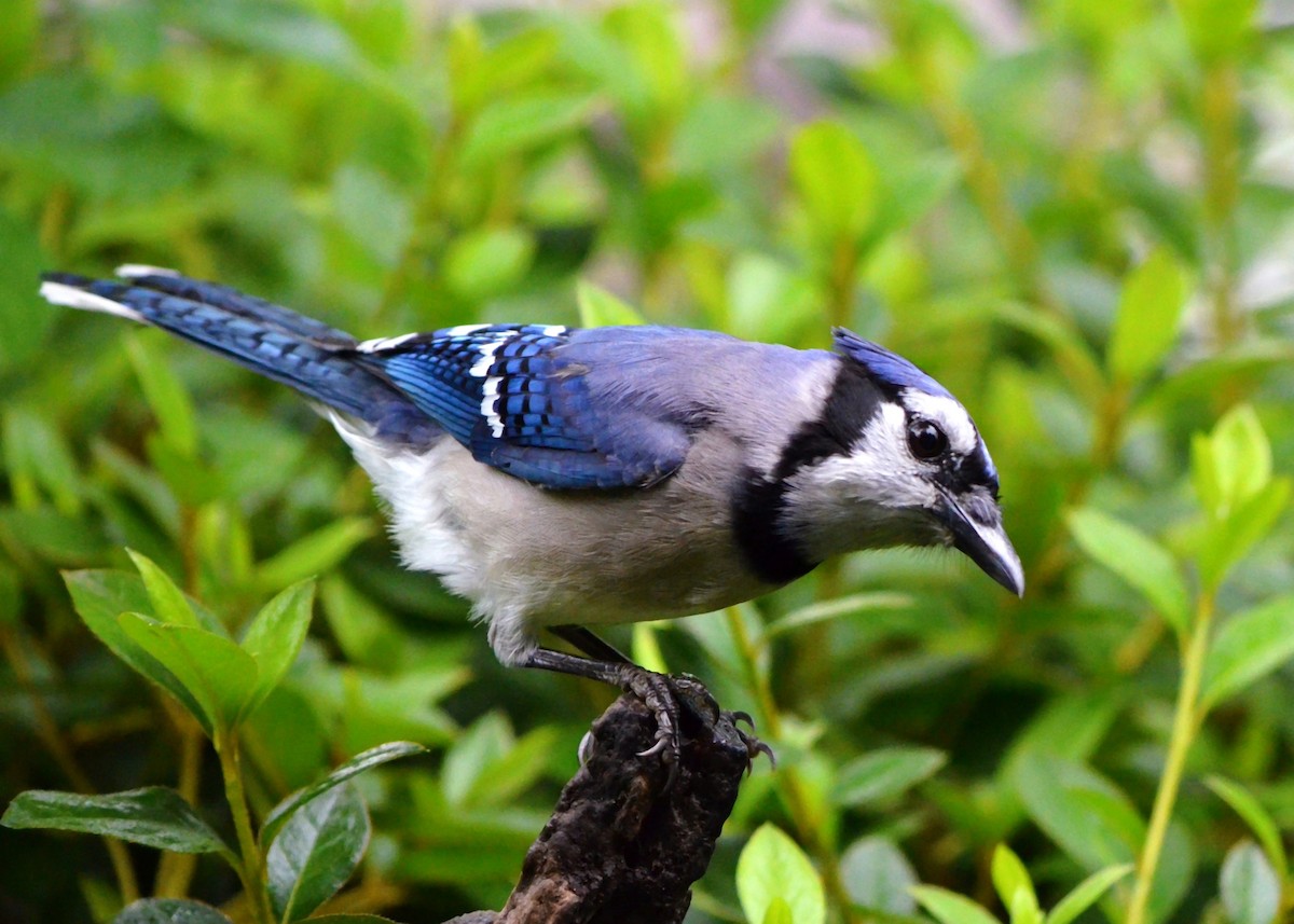 Blue Jay - Robert Gene