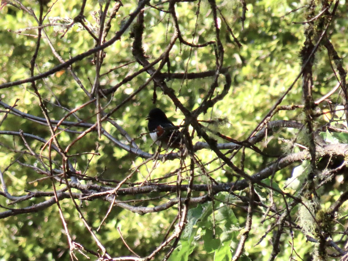 Spotted Towhee - Anonymous