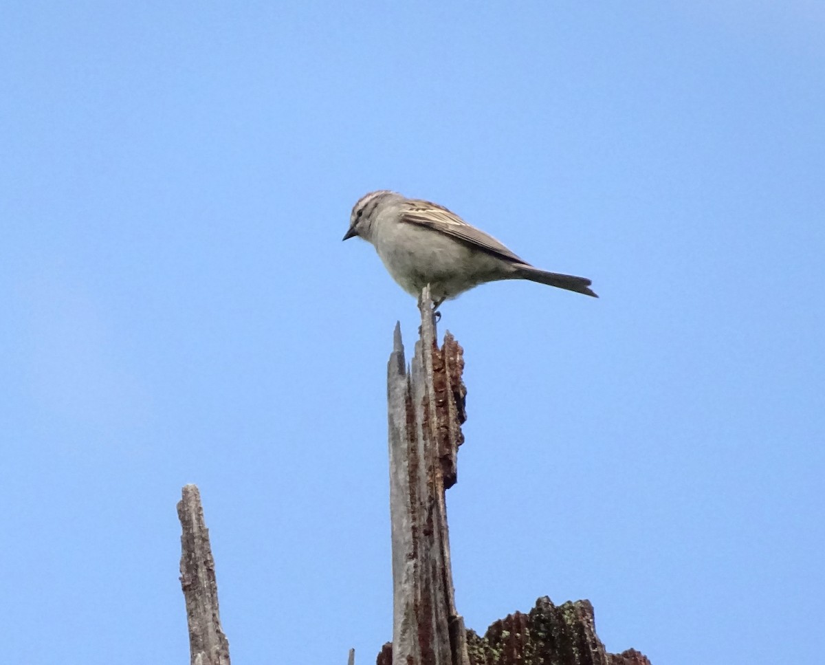 Chipping Sparrow - Anonymous