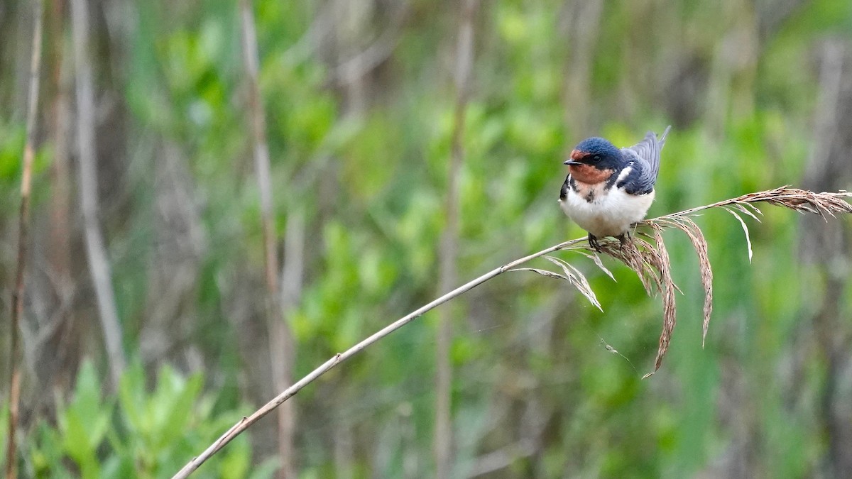 Barn Swallow - ML619461854