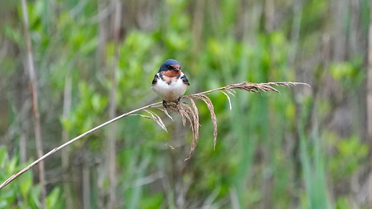 Barn Swallow - ML619461859