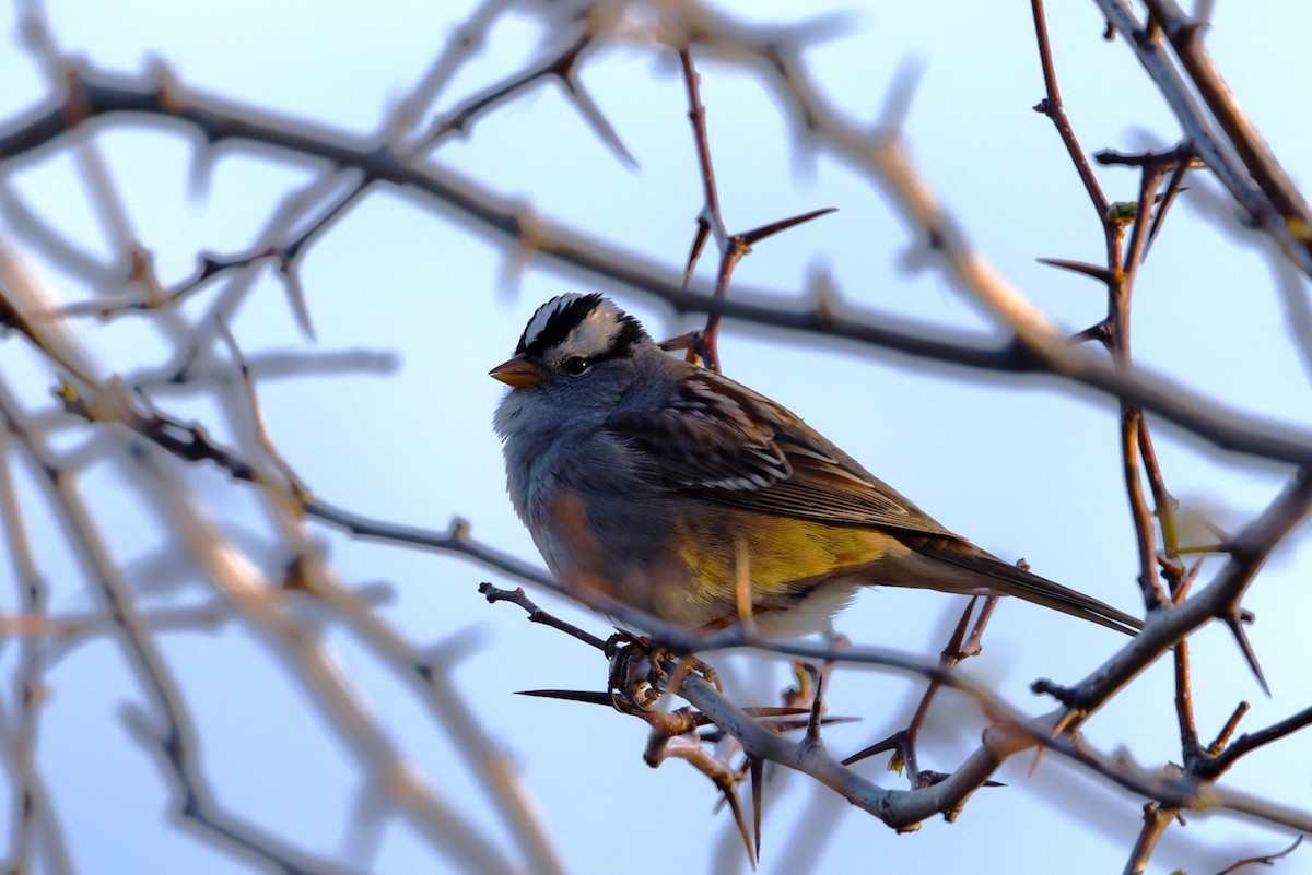 White-crowned Sparrow (Gambel's) - ML619461865