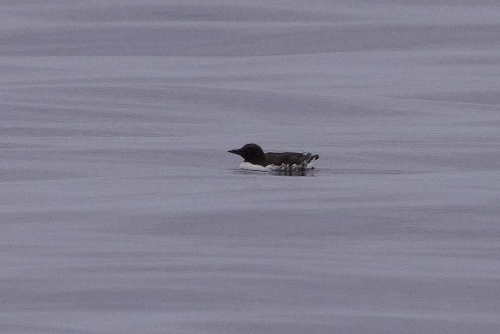 Common Murre - John Bruin