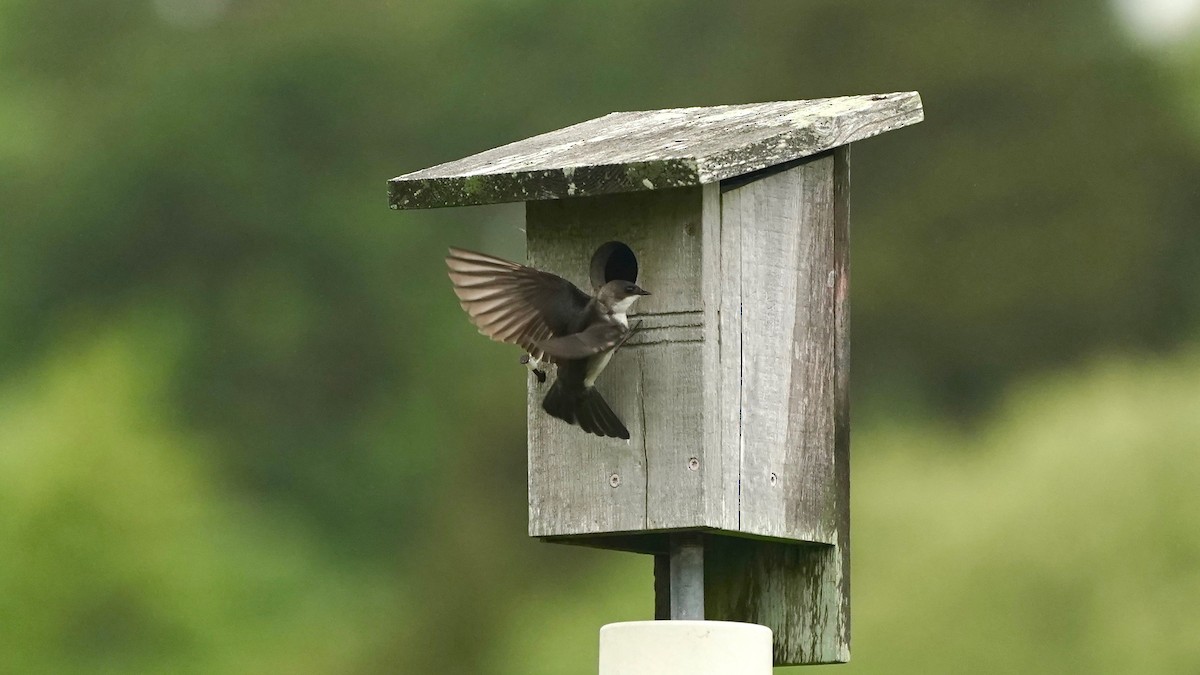 Tree Swallow - ML619461879