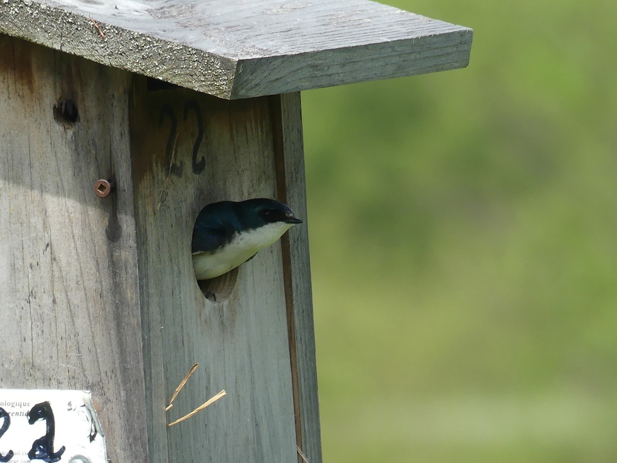 Tree Swallow - claudine lafrance cohl