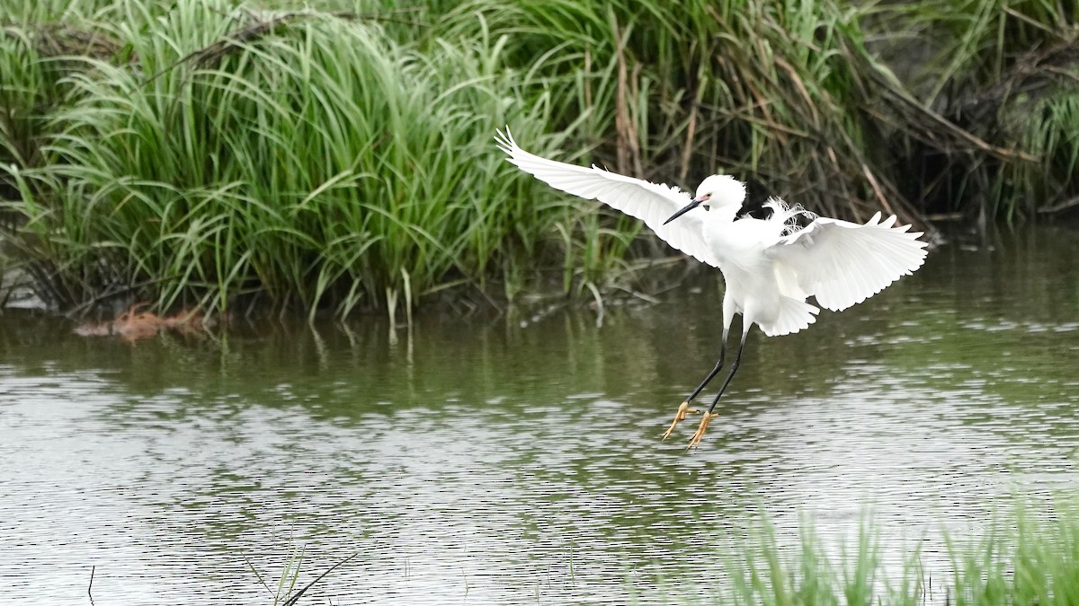 Snowy Egret - ML619461896