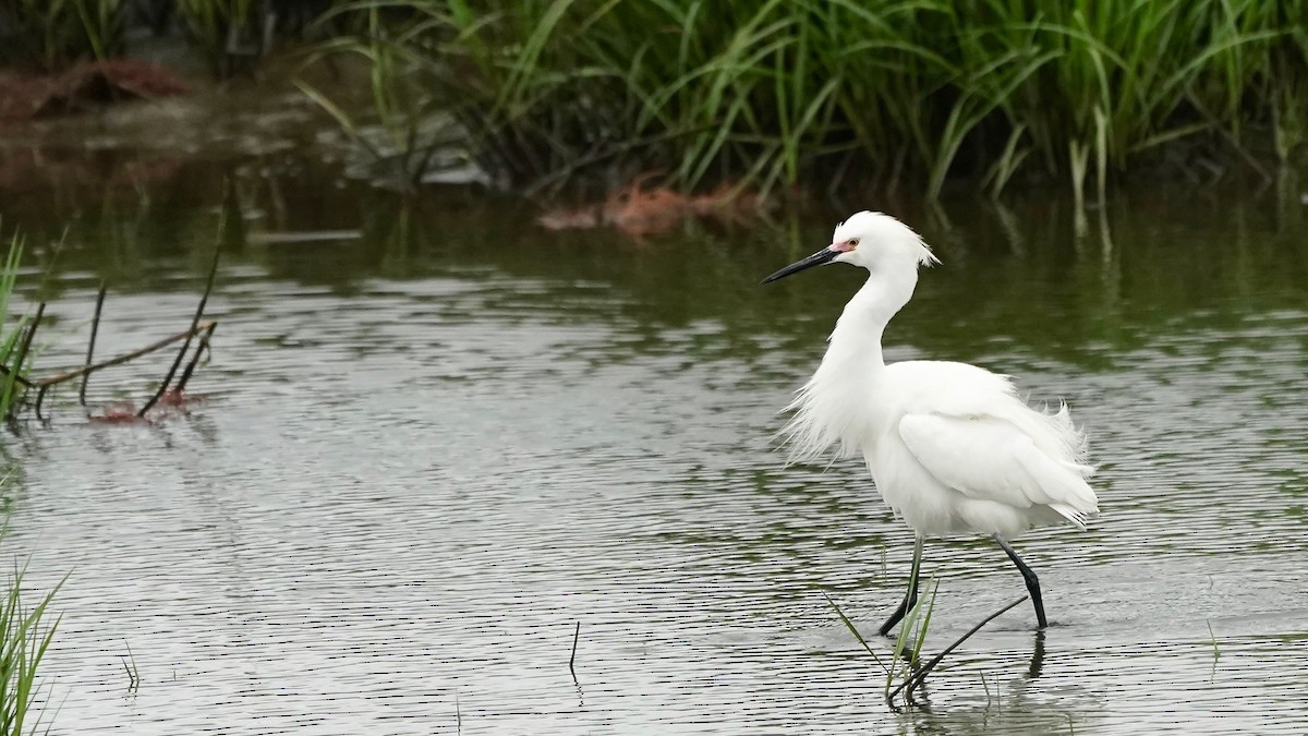 Snowy Egret - ML619461898