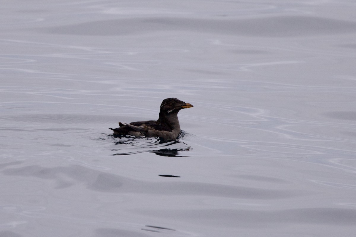 Rhinoceros Auklet - John Bruin