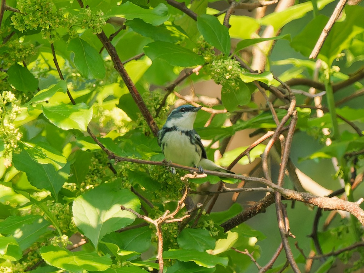 Cerulean Warbler - Daniel Schlaepfer