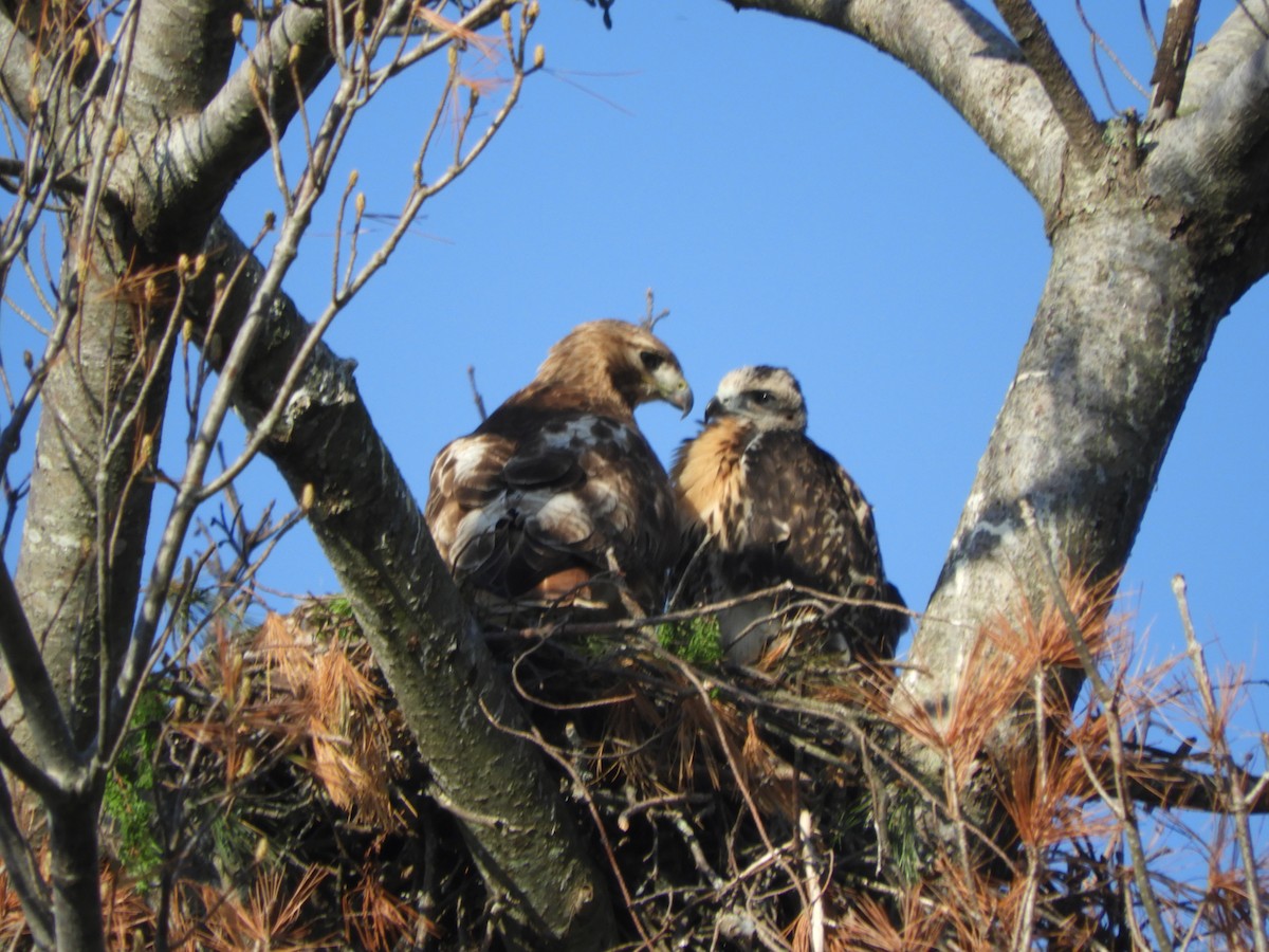 Red-tailed Hawk - Laura Markley