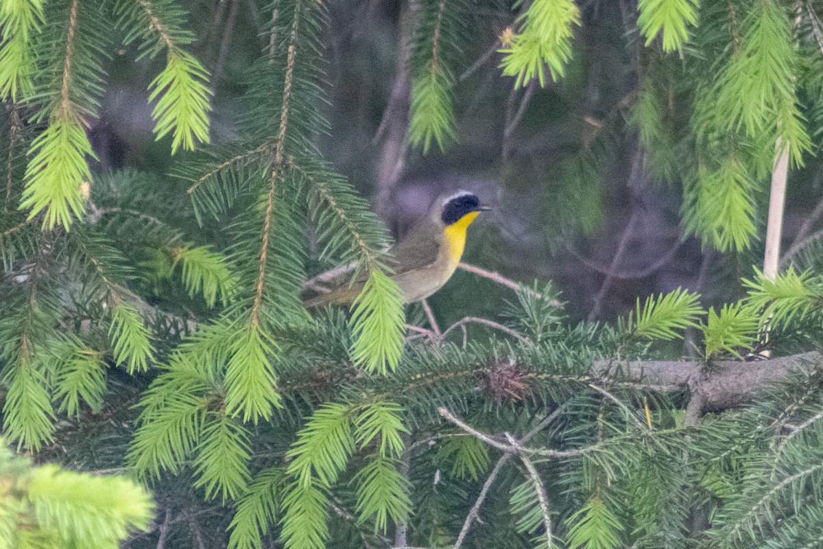 Common Yellowthroat - Sergio Leyva