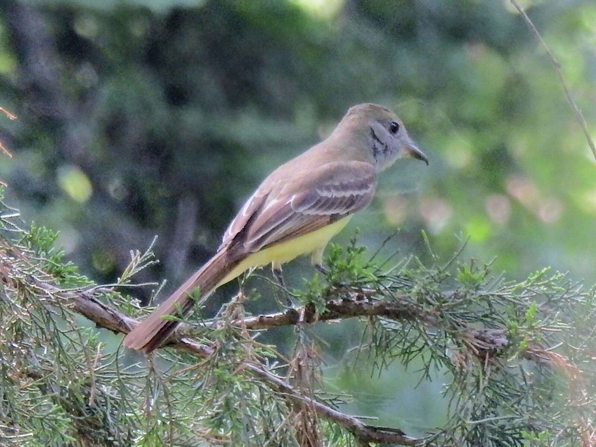 Great Crested Flycatcher - ML619461928