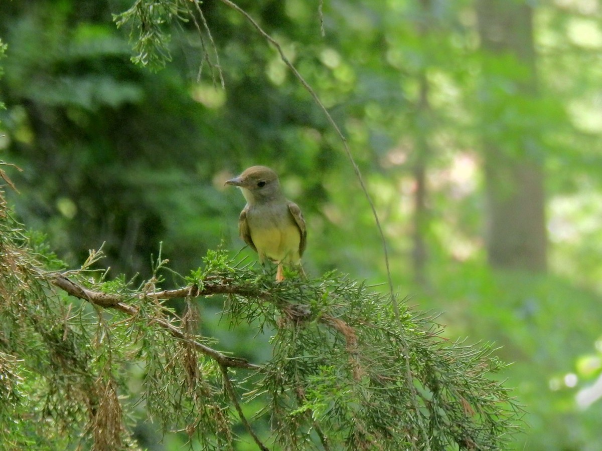 Great Crested Flycatcher - ML619461929