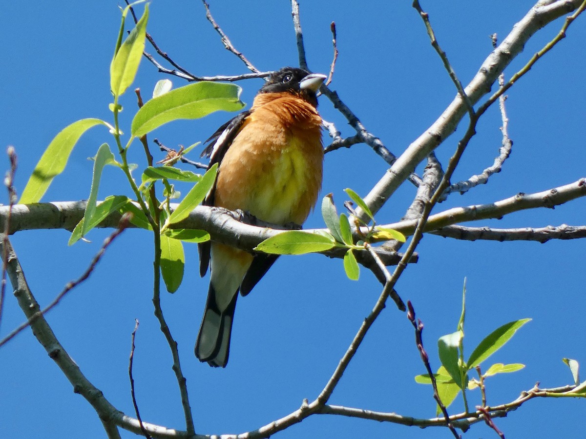 Black-headed Grosbeak - Jannaca Chick