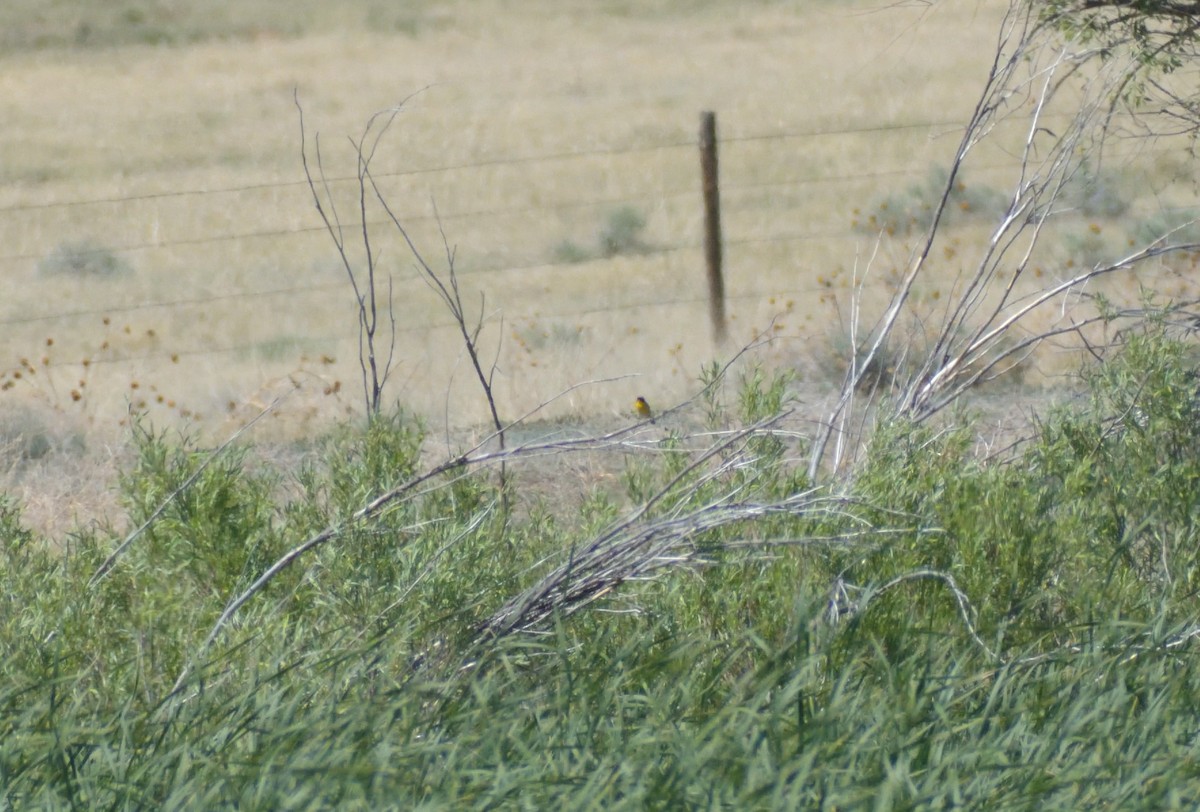 Common Yellowthroat - Robert Tonge