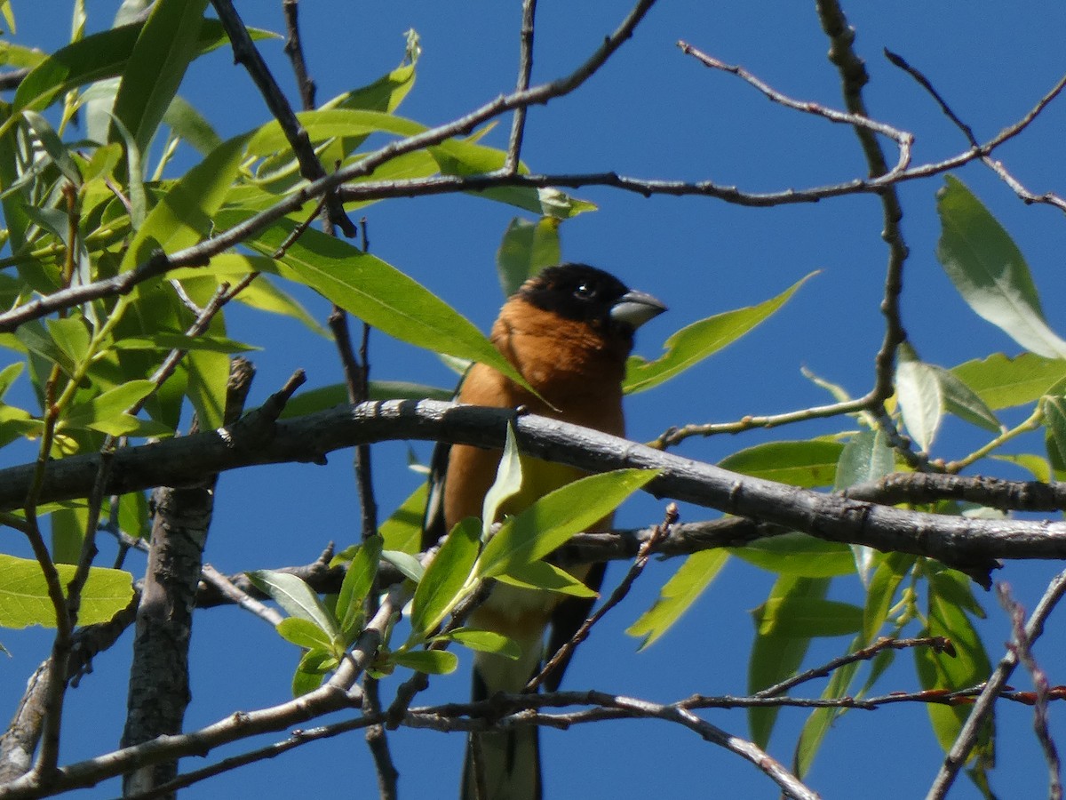 Black-headed Grosbeak - Jannaca Chick