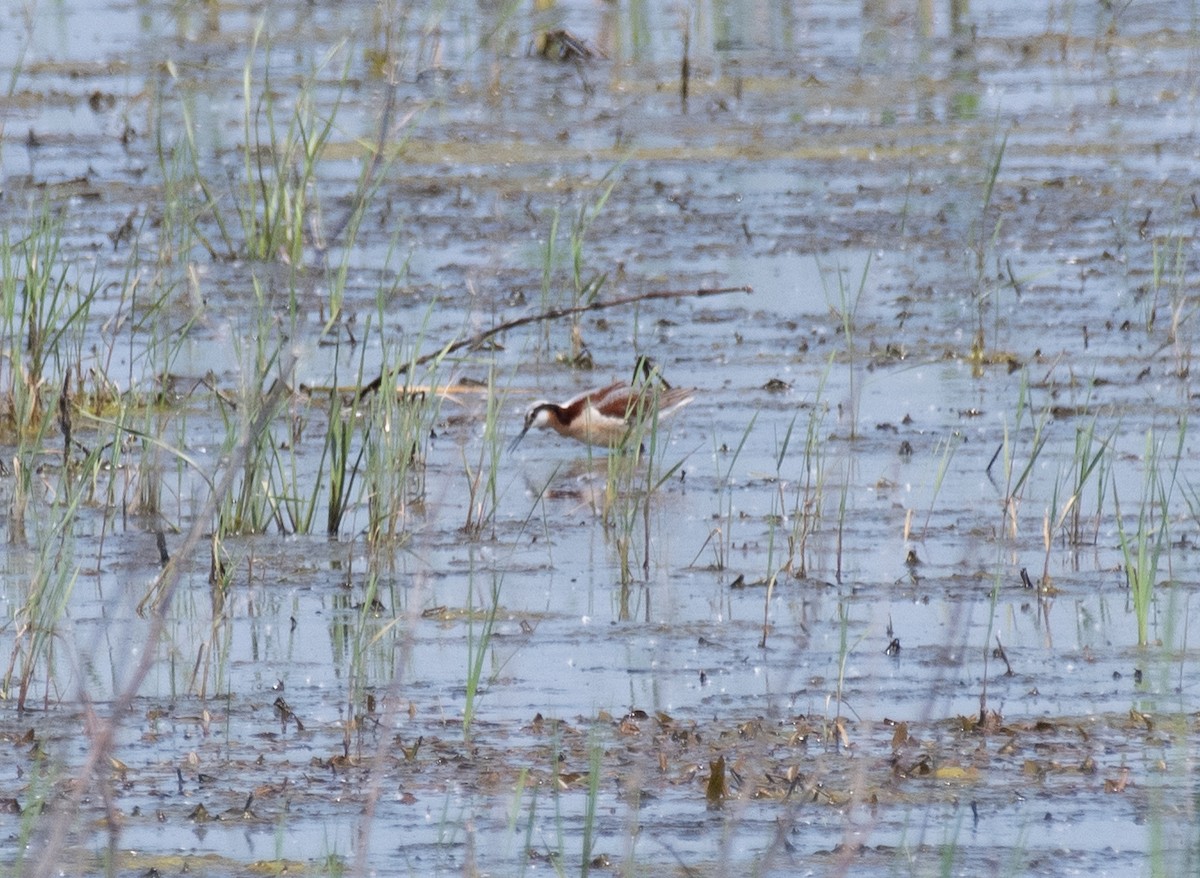 hvithalesvømmesnipe - ML619461945