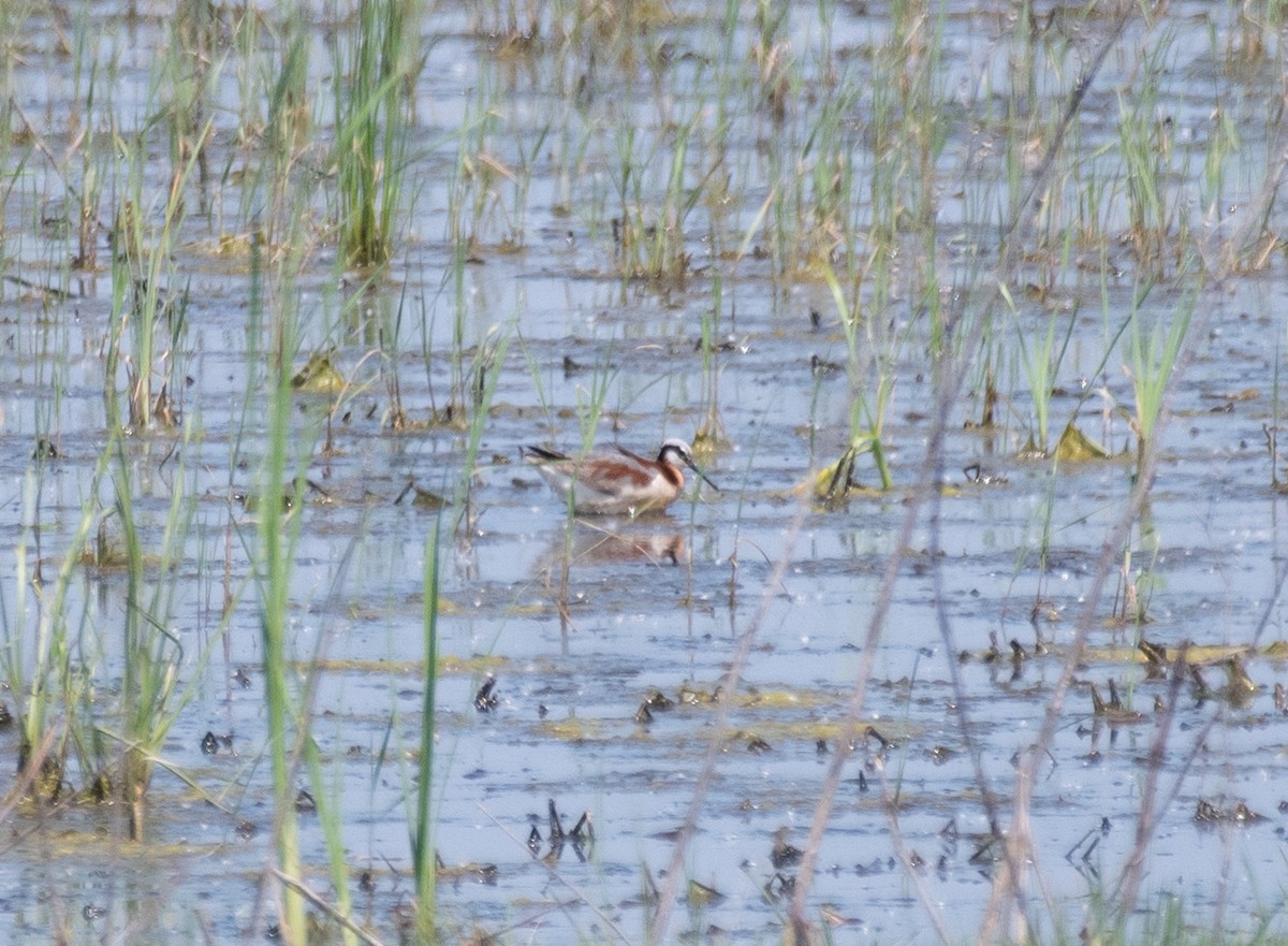 Wilson's Phalarope - Henry  Trimpe