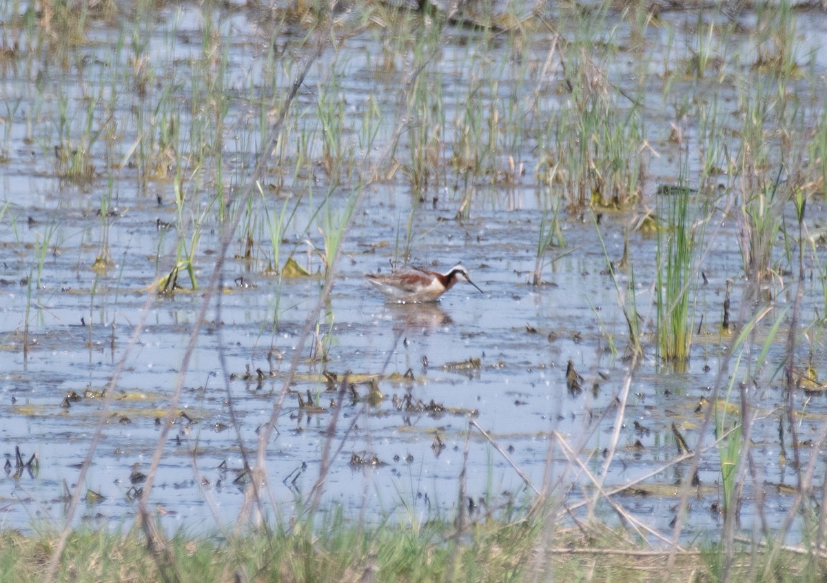 Wilson's Phalarope - Henry  Trimpe