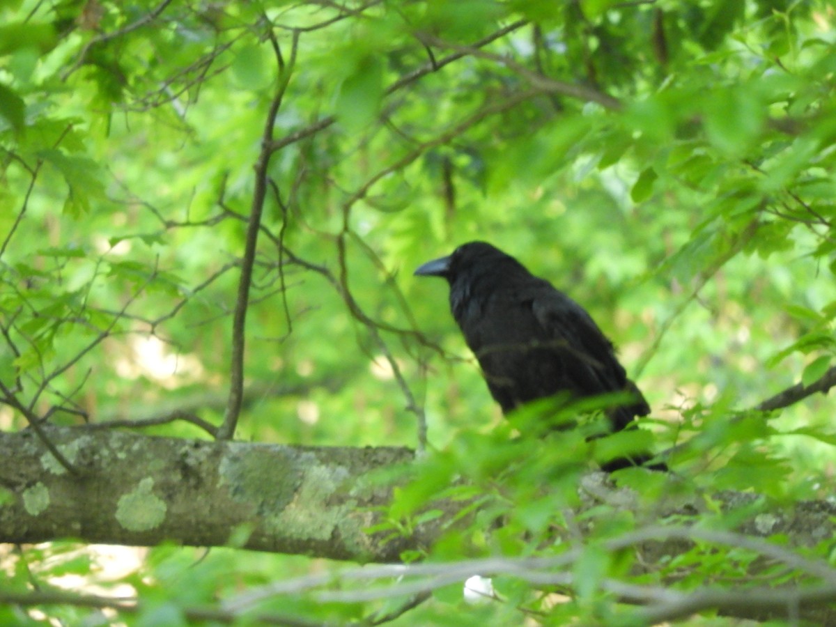 Common Raven - Laura Markley