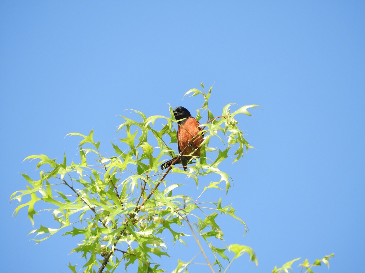 Orchard Oriole - Laura Markley