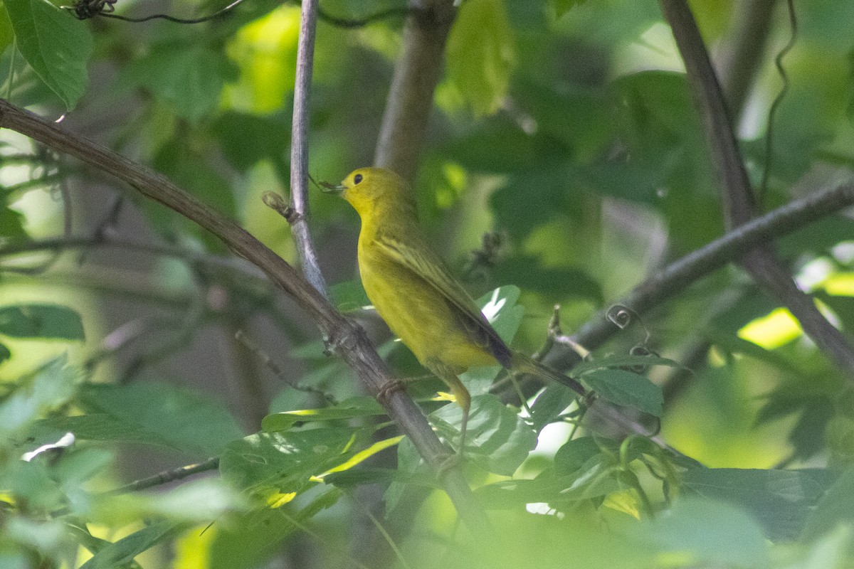 Yellow Warbler - Sergio Leyva