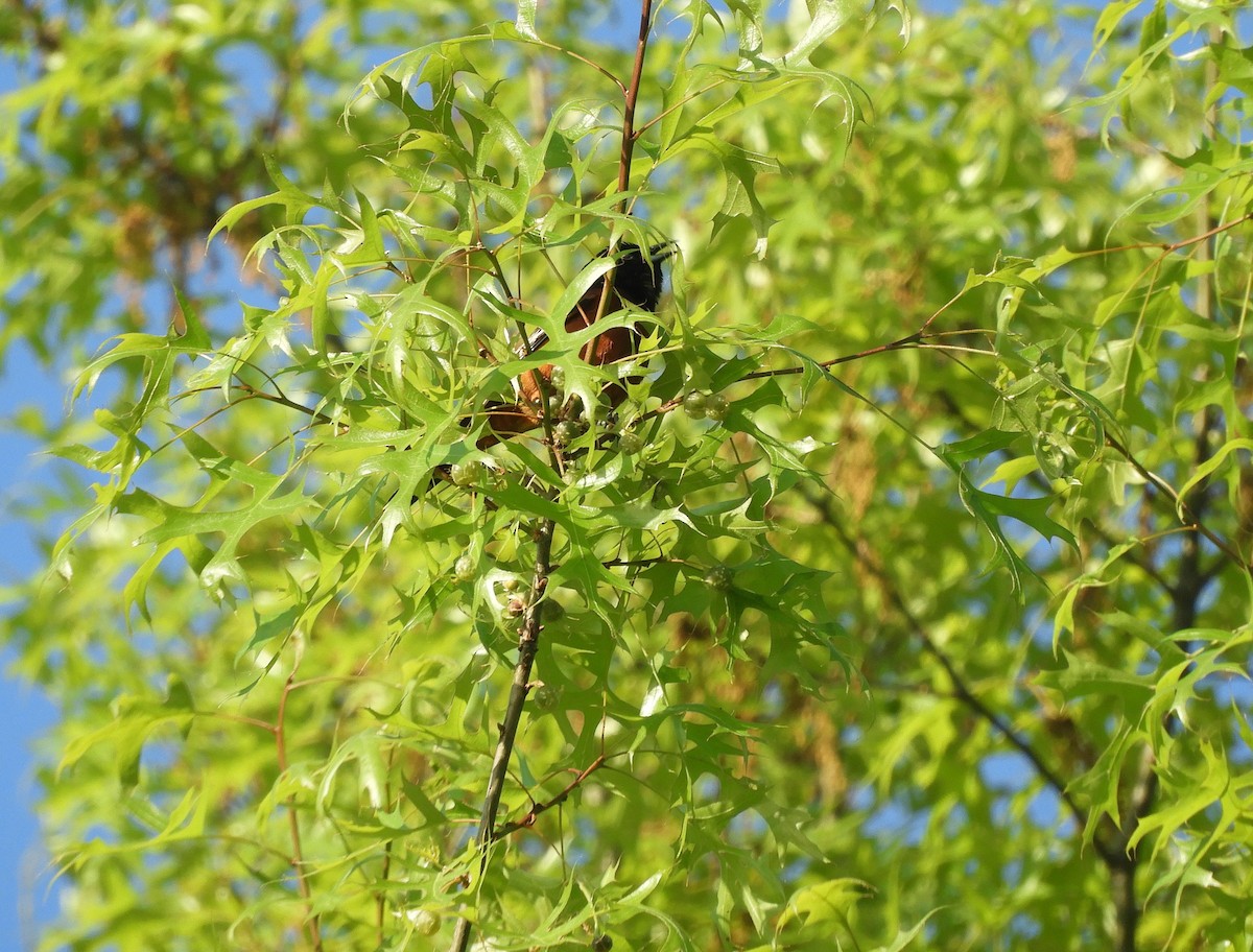 Orchard Oriole - Laura Markley