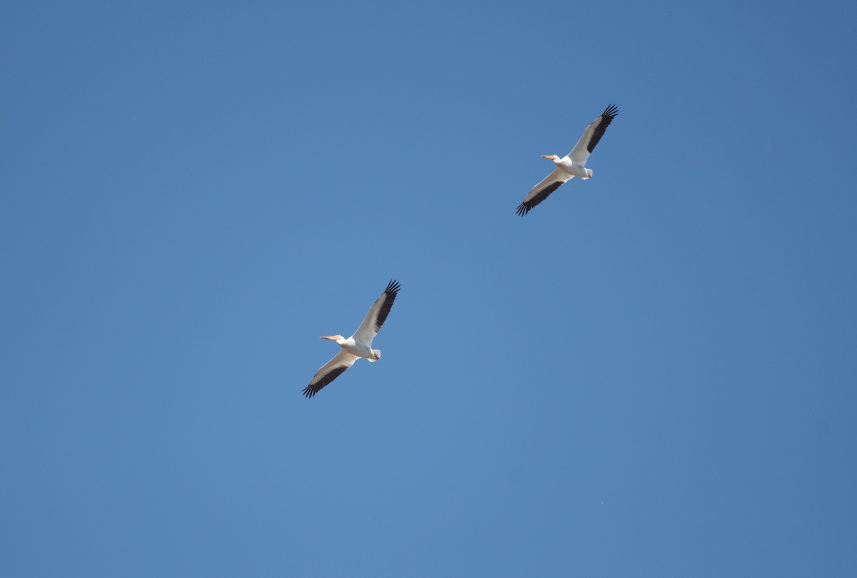 American White Pelican - Henry  Trimpe