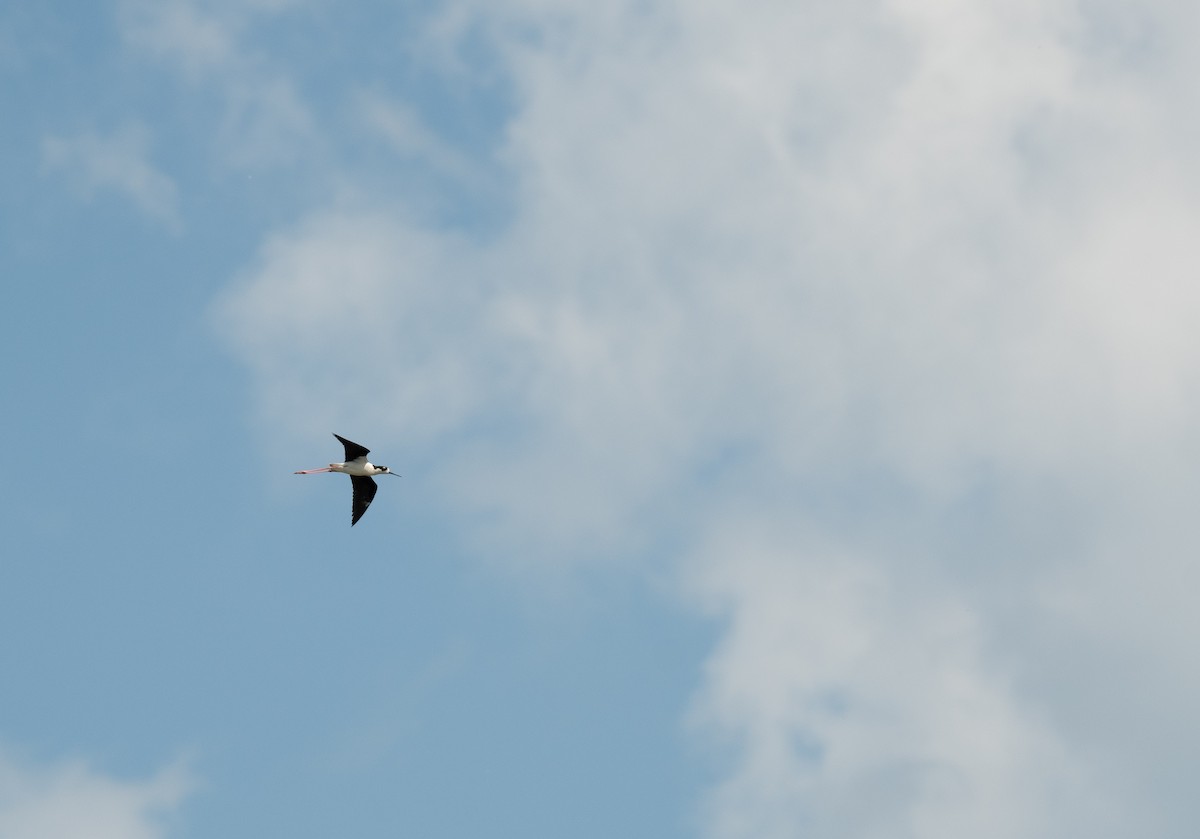 Black-necked Stilt - Henry  Trimpe