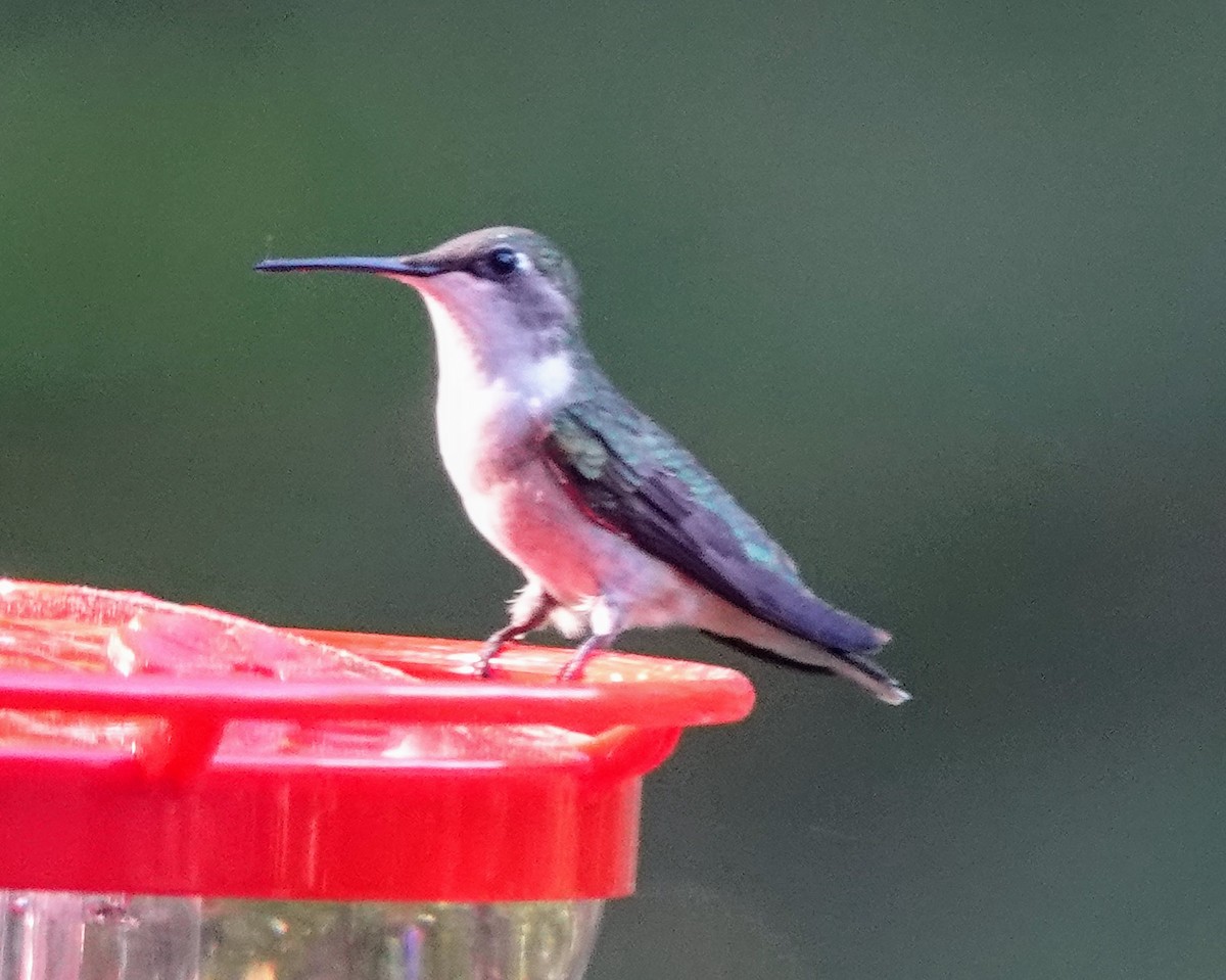 Ruby-throated Hummingbird - Celeste Echlin