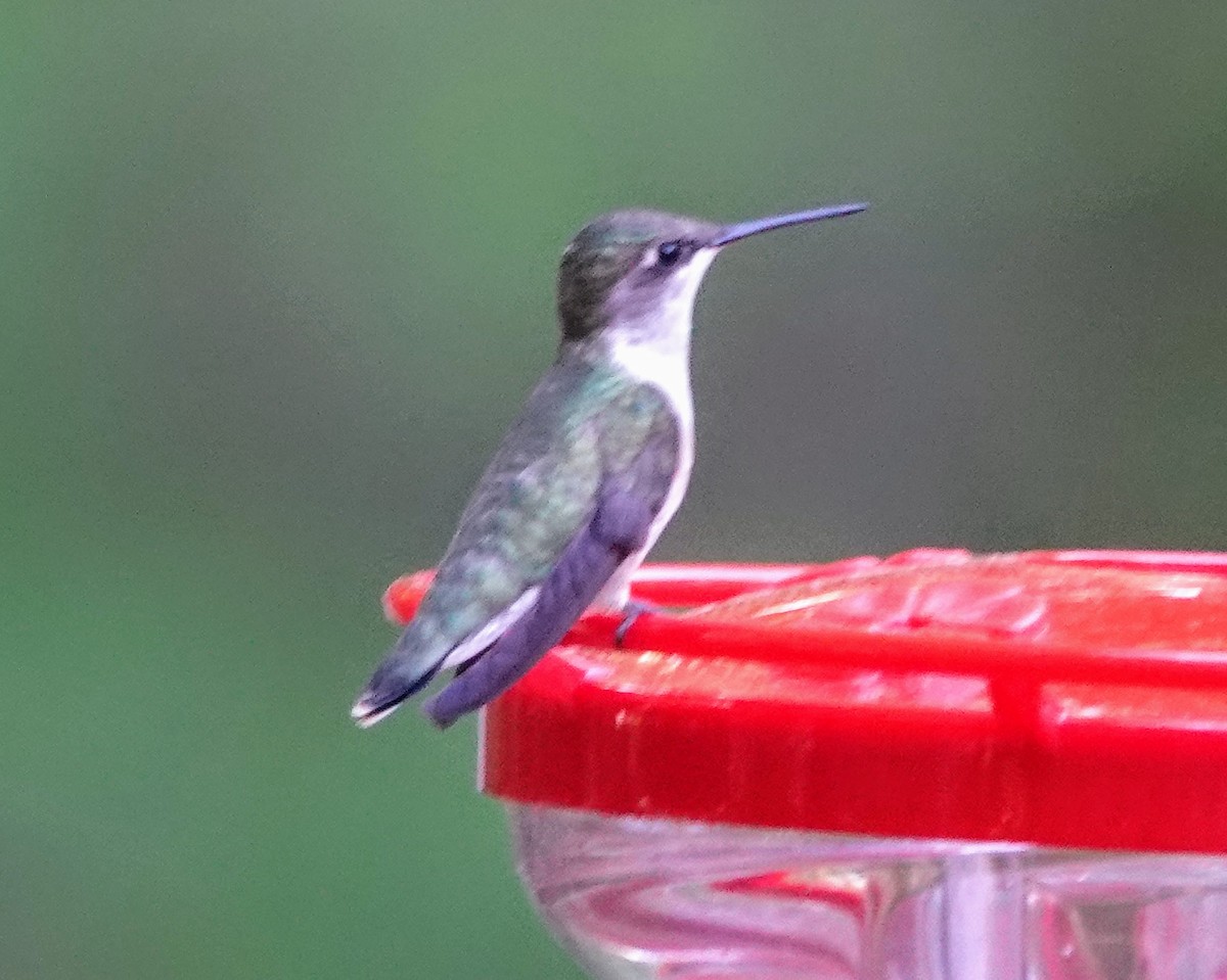 Ruby-throated Hummingbird - Celeste Echlin