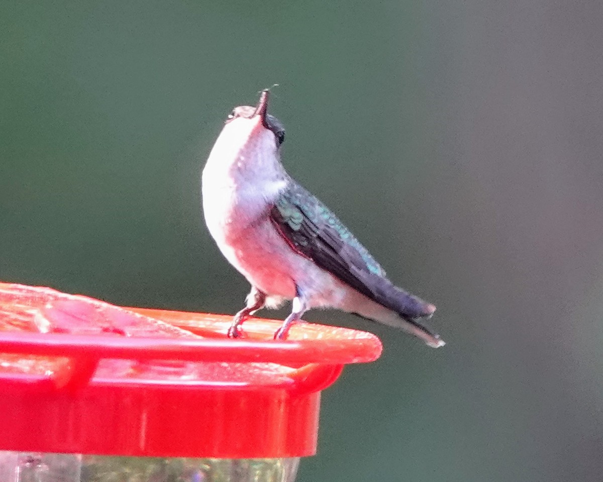 Ruby-throated Hummingbird - Celeste Echlin