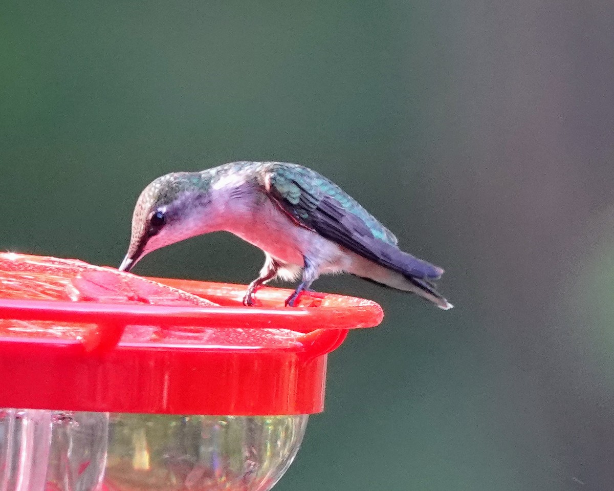 Ruby-throated Hummingbird - Celeste Echlin