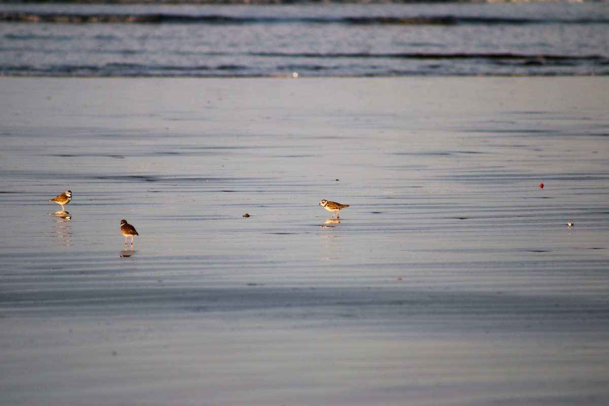 Semipalmated Plover - Daniel Nicodemo Donadio