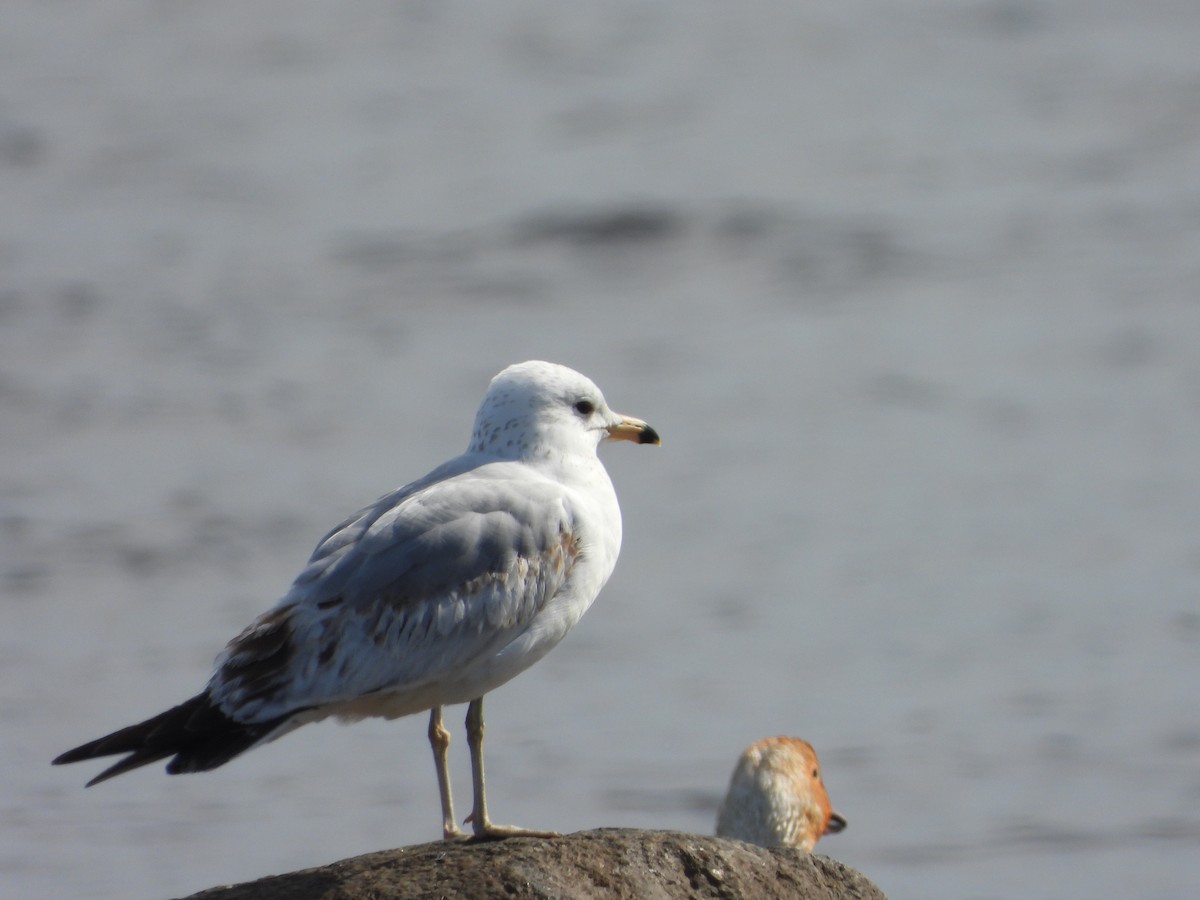 Ring-billed Gull - ML619461986