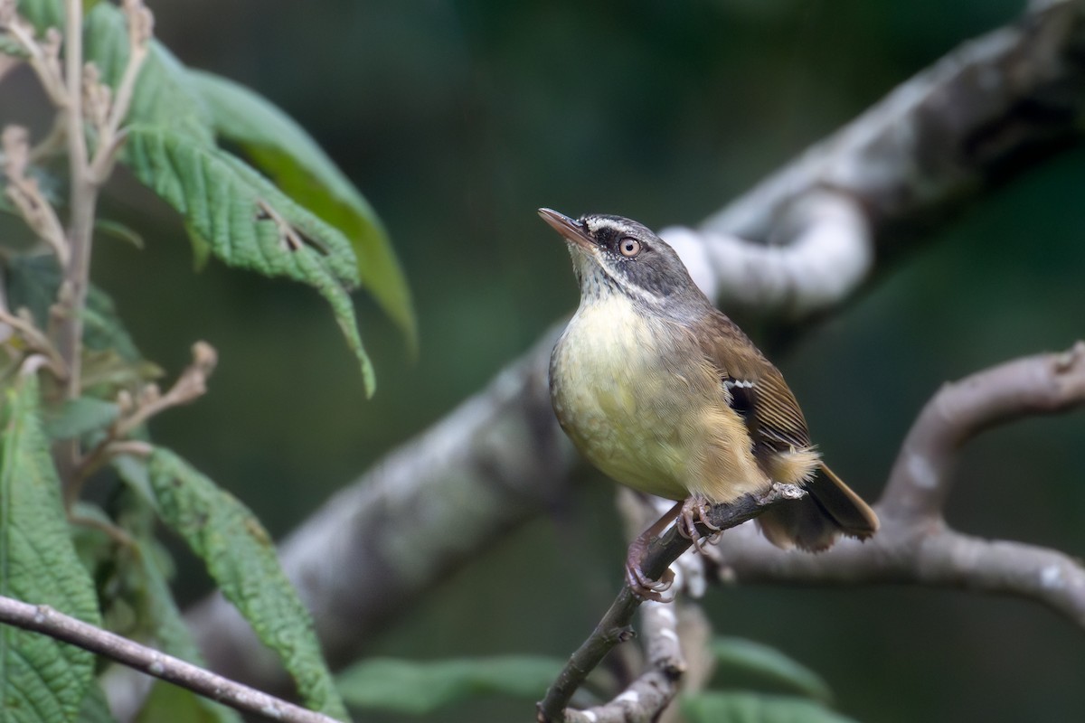 White-browed Scrubwren - Mark Lethlean