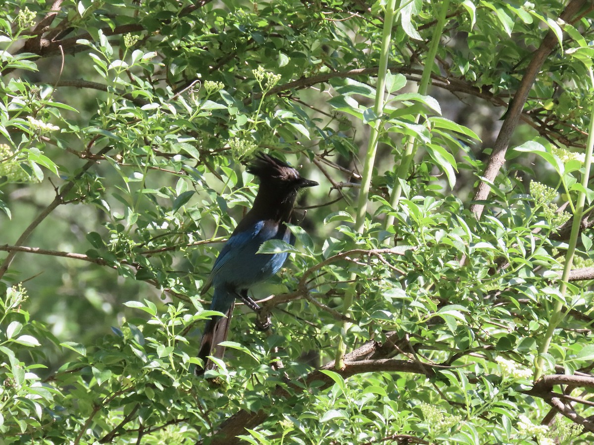 Steller's Jay - Anonymous