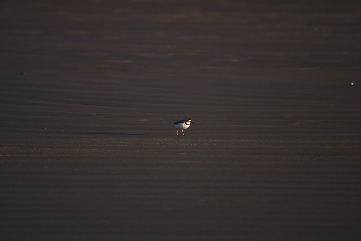 Collared Plover - Daniel Nicodemo Donadio