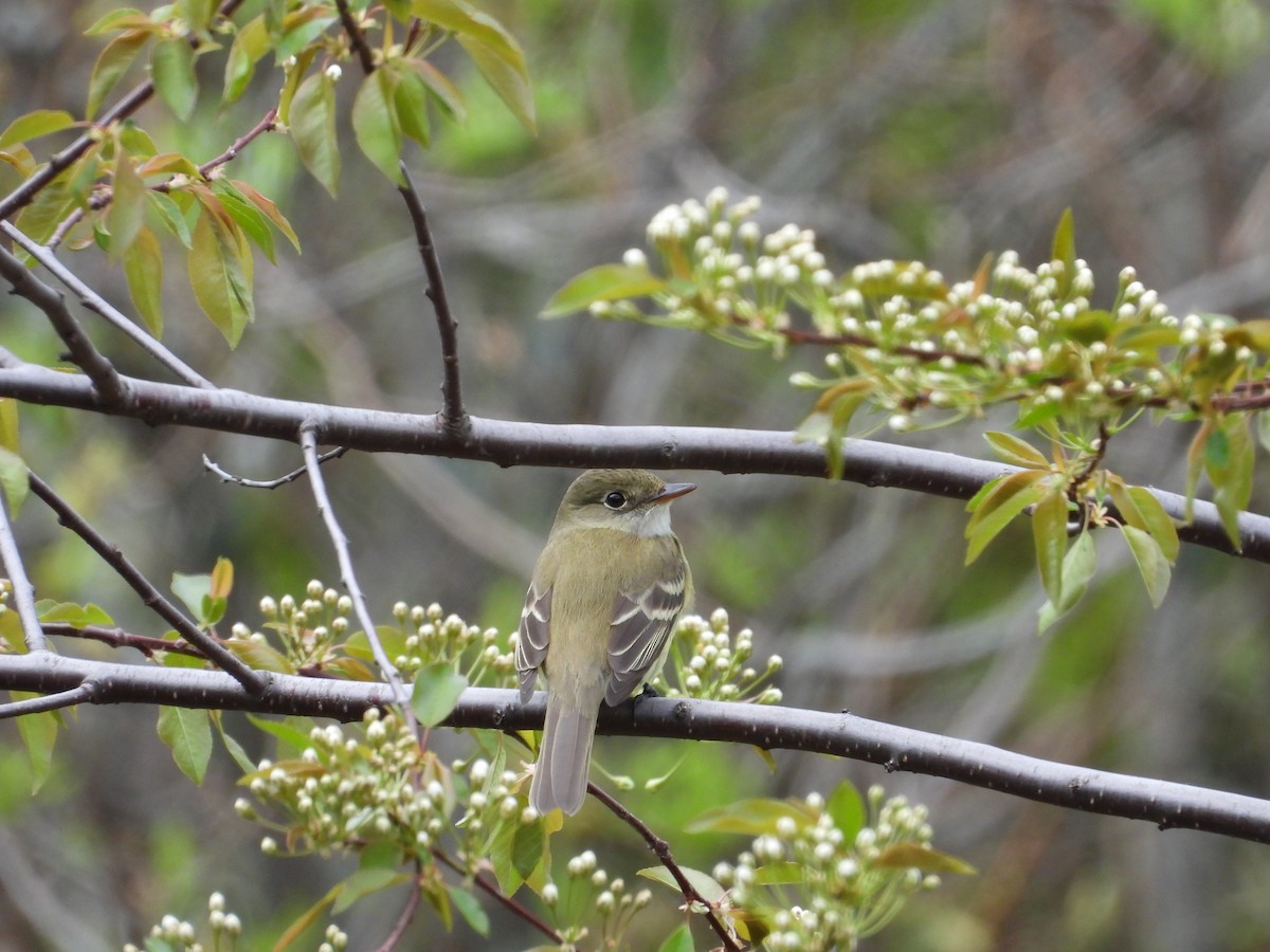 Alder Flycatcher - Jim Lind