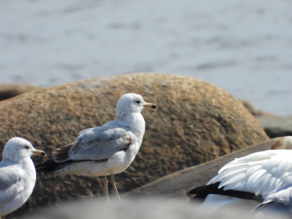 Ring-billed Gull - ML619461994