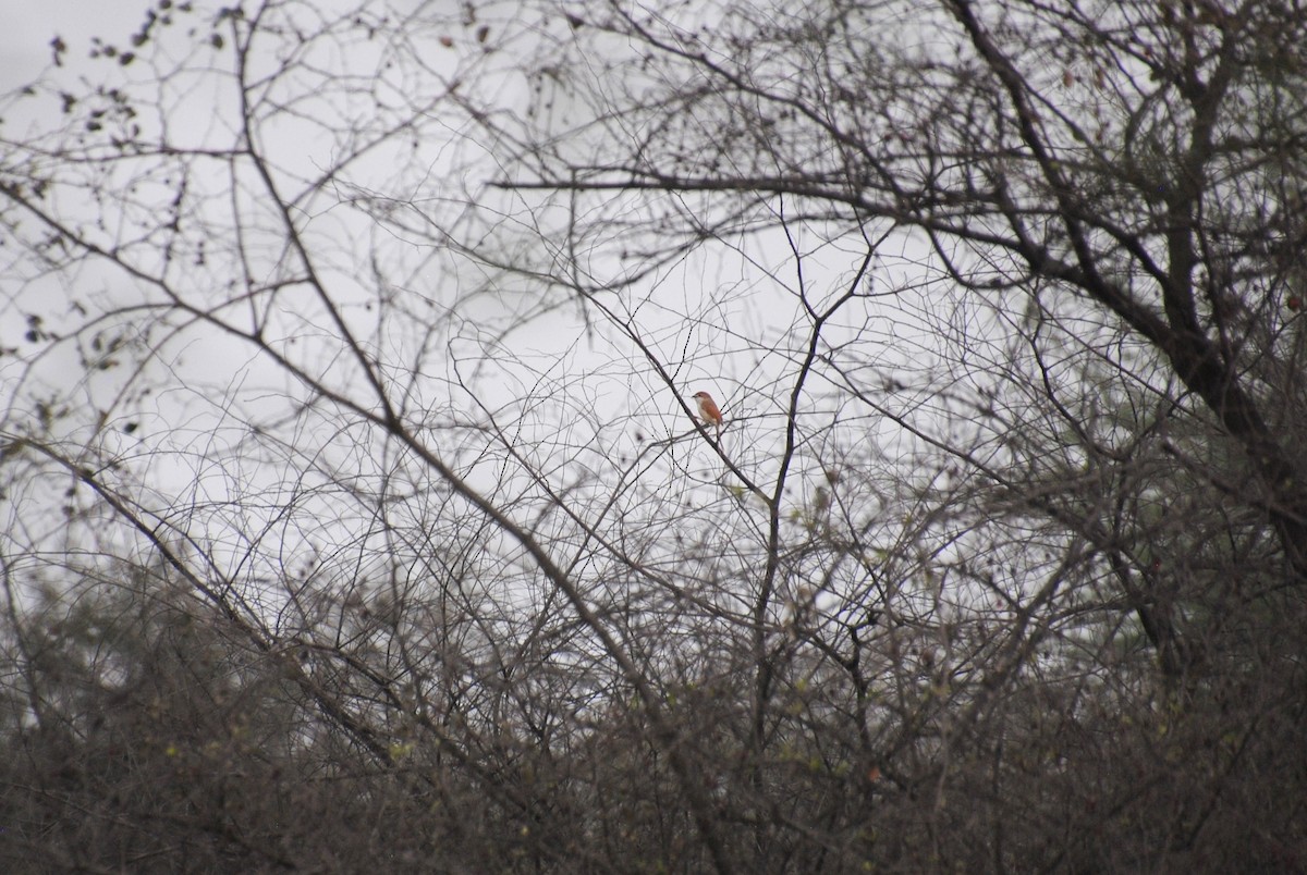 Yellow-eyed Babbler - Alyssa DeRubeis