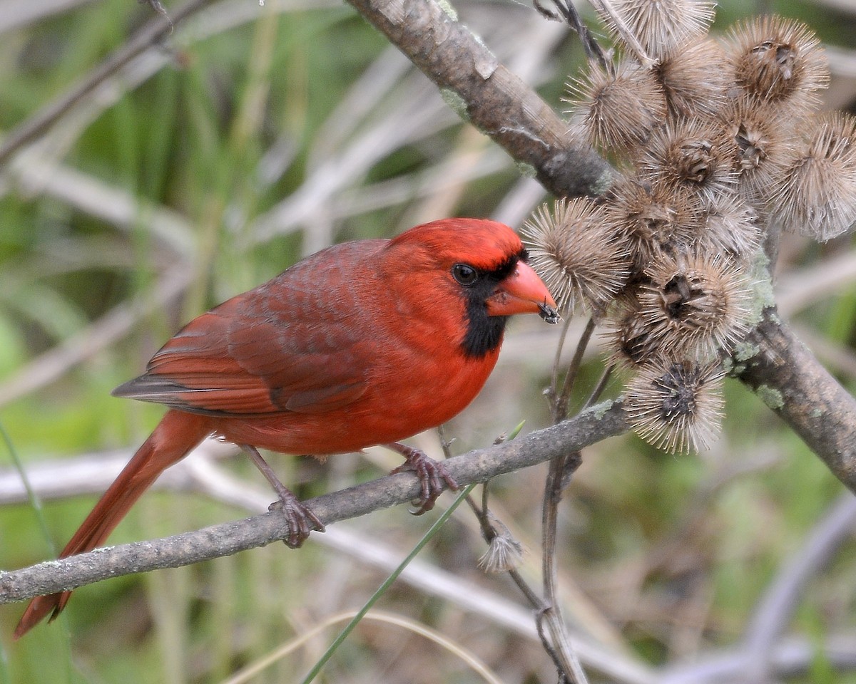 Northern Cardinal - ML619462011