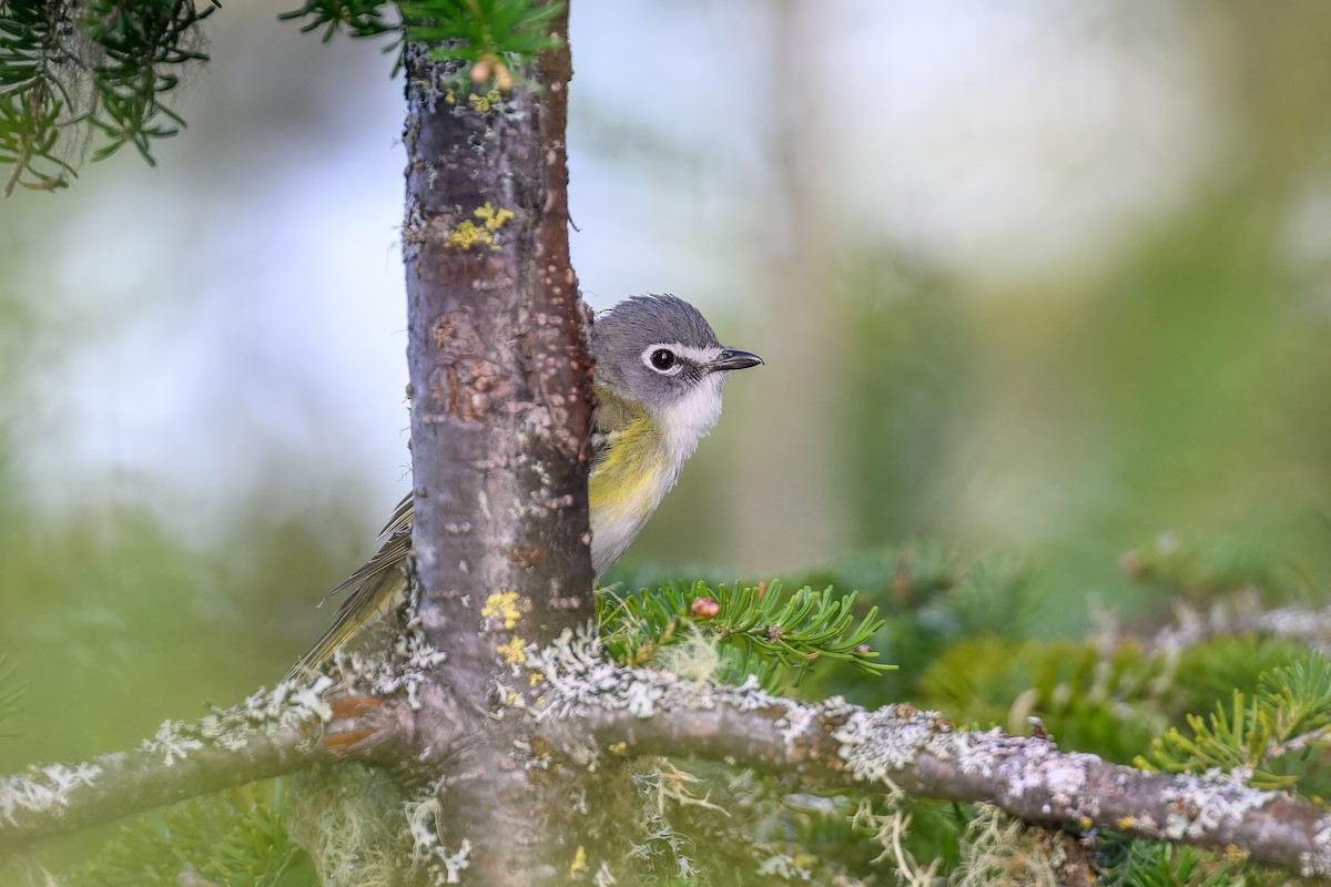 Blue-headed Vireo - Simon Villeneuve