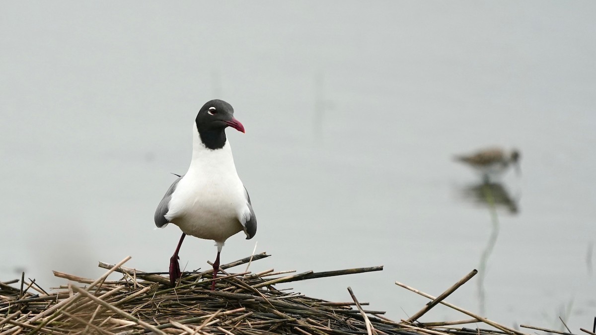 Laughing Gull - Indira Thirkannad