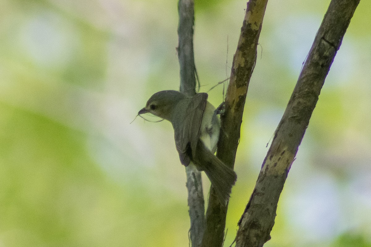 Warbling Vireo - Sergio Leyva